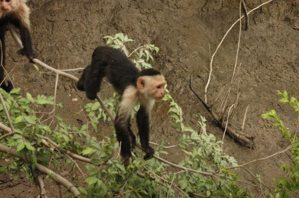 Monkeys at La Carolina Condo in Costa Rica