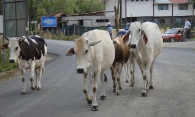 Time in Costa Rica includes cows!