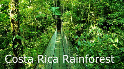 Rainforest in Costa Rica from our Vacation at La Carolina Condo 5