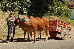 Packing for your trip to Costa Rica - Ox Carts