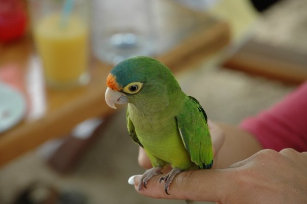 Meet new birdie friends on your realxing vacation in Costa Rica.